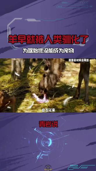 羊早就被人类驯化了,为啥始终没能成为宠物? #动物冷知识 #神奇动物 #动物科普