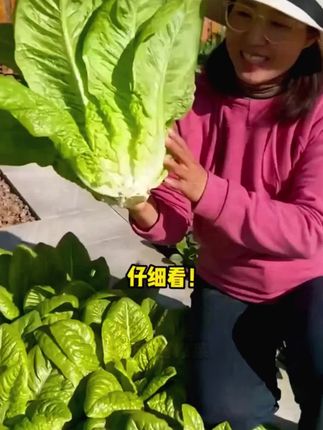 爱吃小青菜的,赶紧试试这个孔雀菜吧#孔雀菜 #种子 #种植