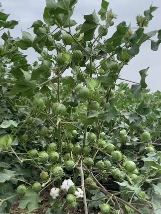 想让棉花高产,就选择疆域汇保铃先锋