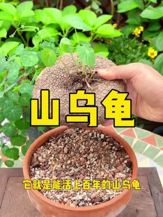 能快速打造绿色背景墙的爬藤植物