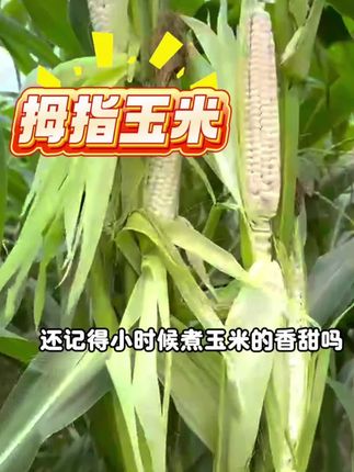 这个拇指玉米一定要给孩子试试,真的太好吃啦,皮薄肉嫩没有渣渣,非常适合宝宝吃#宝宝辅食 #糯玉米 #宝宝爱吃