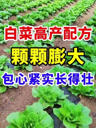 大白菜种植全攻略:时间选择与种植方法详解.