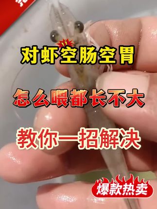 虾苗高成活的秘密被我找到了#对虾#南美白对虾#罗氏沼虾#养虾人#土塘养虾#小棚虾#水产养殖