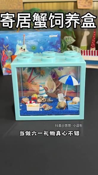 寄居蟹活体新手寄居蟹套装套餐