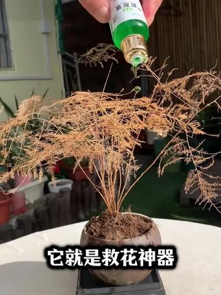 家里的绿植枯黄、不开花、掉叶、烂根,赶紧用这个绿植复活液#种棒植小技巧 #养花 #花肥
