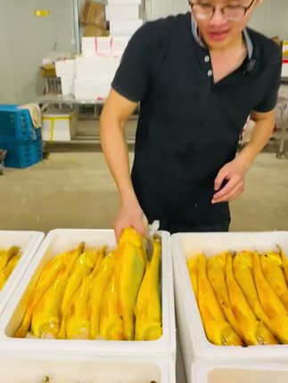 正宗宁德深海大黄鱼,保鲜发货,顺丰次日达(全国大部分地区),冷链直达