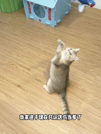 闺蜜给我家猫买的仿真小鸟,猫直接爱上!