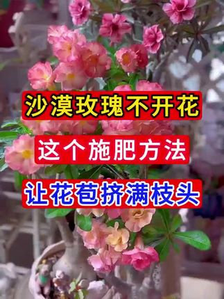 沙漠玫瑰专用肥料防叶子发黄烂根干叶不开花
