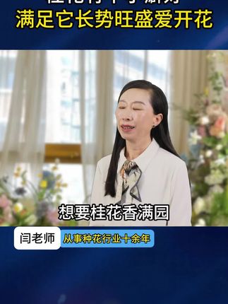 #桂花 很贪吃你知道吗?给它喂点这个,很快枝繁叶茂开花多!#桂花树 #家庭养花 #养花小知识