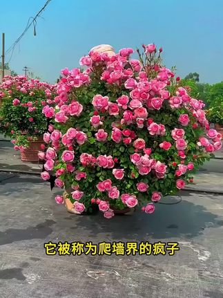 家里有空着小院的,一定要种上这个#爬藤月季蔷薇花,多种花色可以选,种上它一年四季都有花看!!#蔷薇花#花卉绿植