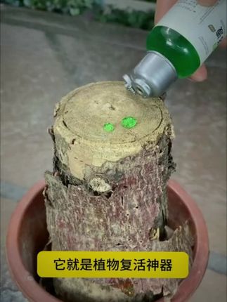 植物复活液,激发植物枝干根系生长活力,促生新根新芽。光杆黄叶落叶的绿植花卉都可以试一试!