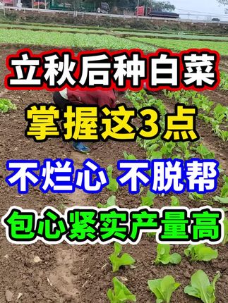 大白菜种植全攻略:时间选择与种植方法详解.