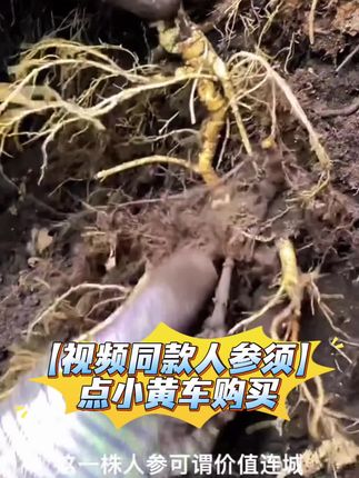 东北长白山特产须生晒参根须足干