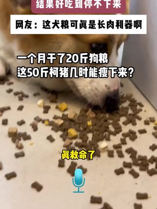 年头还有人吗#萌宠好物 #狗粮推荐 #网易严选专业好宠粮