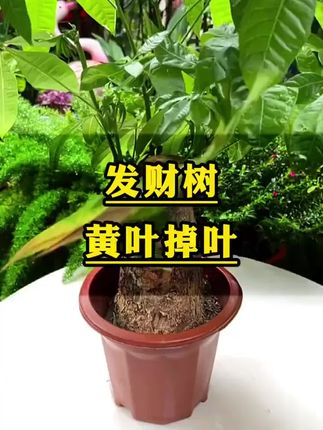 发财树烂根黄叶,用上这个发财树再生剂,很快枝繁叶茂