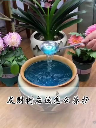 现在这个时间要抓紧时间给家里的 #花卉绿植 追施一波肥了#爱生活爱养花