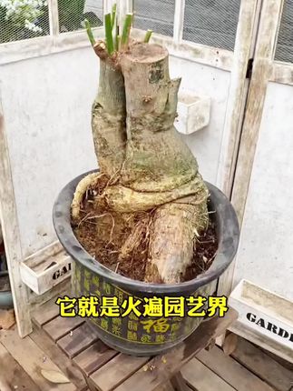 经常浇水花儿还是养不好?那是因为缺了氮磷钾等微量元素。快用这种土壤活化剂,轻松解决。
