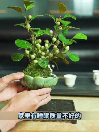 身是菩提树,心如明镜台,这就是小盼菩提,放在客厅卧室都非常合适#花卉绿植 #爱生活爱养花 #水培植物 #爱生活爱养花 #室内盆栽 #花卉绿植 #盆景