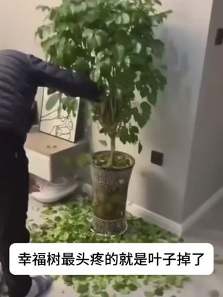 幸福树只要得到满足才不会黄叶掉叶,给它插一支再生剂,很快枝叶油绿冒新芽还爱开花!