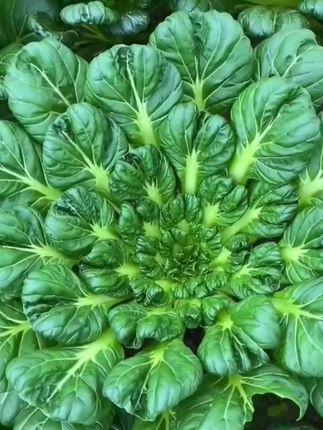 立秋种乌塌菜,一吃到过年,不用育苗直接种