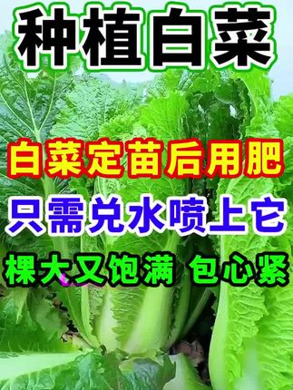 白菜黄叶死苗烂根怎么办?不要怕,白菜专用肥帮你种植好白菜