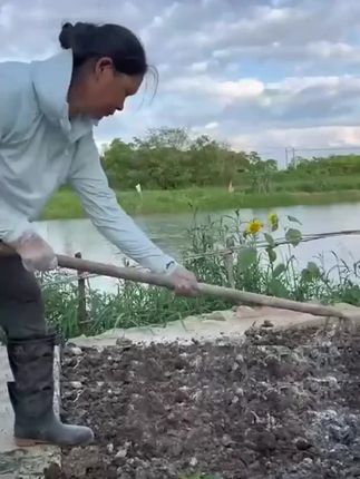 西兰苔种子,耐热耐寒,种植简单。秋播可以#蔬菜种子 #在家种菜 #超便宜超划算