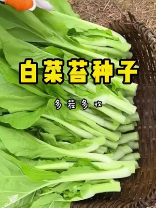四季可种速生白菜苔,适应性强,好种植,口感鲜嫩,清甜爽口#白菜苔#蔬菜种子 1