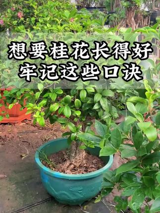 #桂花 很贪吃你知道吗?#桂花树 #家庭养花 #爱生活爱养花