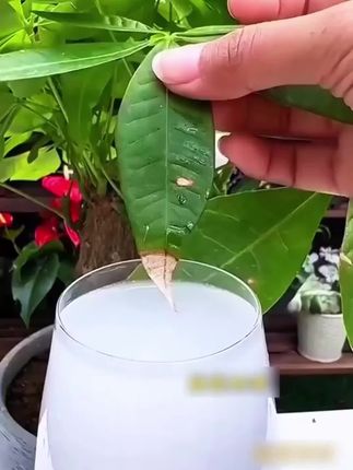 每盆花都插一下, 用不了多久花苞蹭蹭冒#养花#花卉绿植