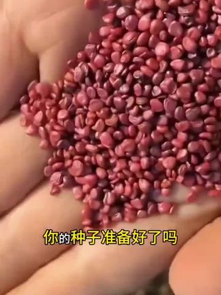 又到了 #凤梨萝卜种植的时候啦,营养丰富,产量高,易管理#种植萝卜的季节到了你以赶紧种起来吧#优质农产品