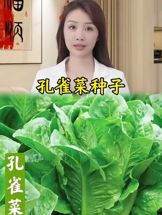 #孔雀菜种子 #蔬菜种子 #阳台小院均可种植 #在家种菜 #自己种的纯天然的绿色蔬菜