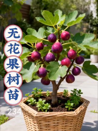 可爱的无花果树苗,促销中,现在购买还有优惠哦!