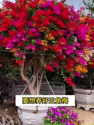 三角梅不发新芽,光秃秃的,更别想看它开花了,这是缺少了养分,可以给他用这个营养肥补充#花卉绿植 #三角梅