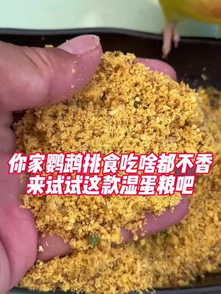 每天一勺湿蛋粮,很快变成小肥鸡#养鸟经验分享 #鸟食