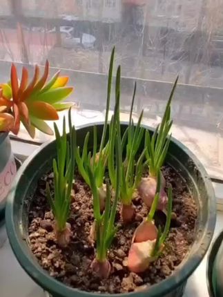 7月种葱,8月种蒜,9月不种是懒汉