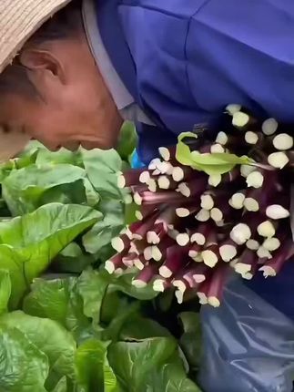 想种红菜苔?种一次,够你吃好几个月