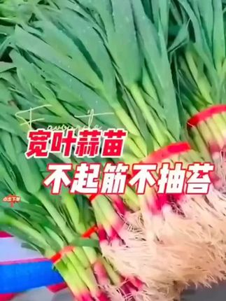四季都可以种植的紫皮宽叶蒜苗,炒菜炒肉都特别香#种蒜苗 #农业种植 #蔬菜种子