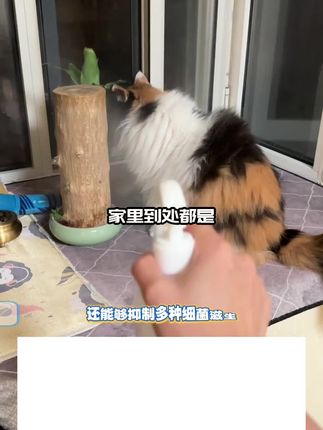 这是一款能够解决掉您家里猫骚狗臭味的除味喷雾~快来试试吧~#萌宠好物#抑菌除 臭喷雾