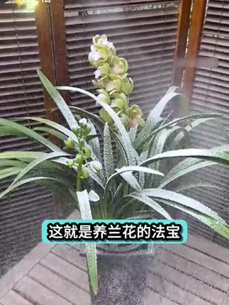 植物浇水加点枯草芽孢杆菌就能增根壮苗预防烂根黑根腐苗,还能促芽勤开花。