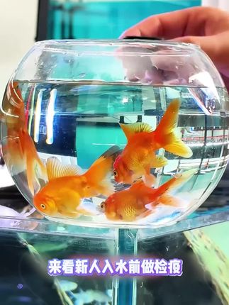 #养鱼日记#水族#清澜澳#亚甲基蓝