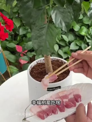 幸福树最头疼的就是黄叶掉叶,因为幸福树有小怪癖,得到满足才能枝繁叶茂!