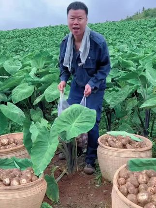 他可不是一般的芋头,果肉绵软细腻,口感软糯, 入口如牛奶般丝滑,所以得名牛奶小芋头!#牛奶芋头 #芋头