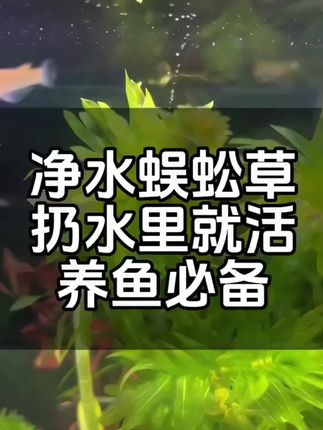 买点蜈蚣草 净化一下你的鱼缸吧