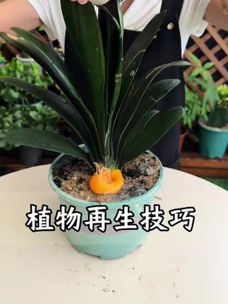 家里的盆栽出现这些情况,记得赶紧用这个免稀释植物再生液#缓释肥#养护小知识