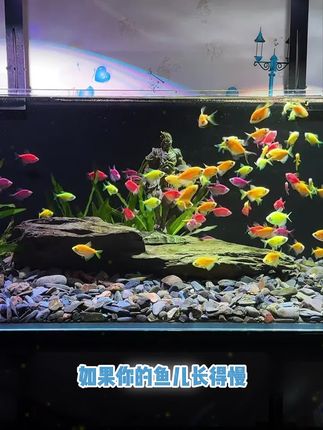 缓沉型高蛋白鱼粮