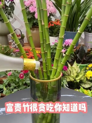 盆栽植物怎么才能越养越好,教你一个小方法#盆栽 #养花小知识 #养花