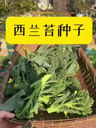 西兰苔种子,耐热耐寒,种植简单。秋播可以#蔬菜种子 #在家种菜 #超便宜超划算