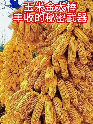 使用玉米金大棒抗倒伏