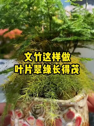 盆栽植物怎么才能越养越好,教你一个小方法#盆栽 #养花小知识 #养花