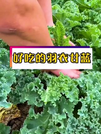 羽衣甘蓝一年四季都可以种植# 蔬菜种子 # 种子